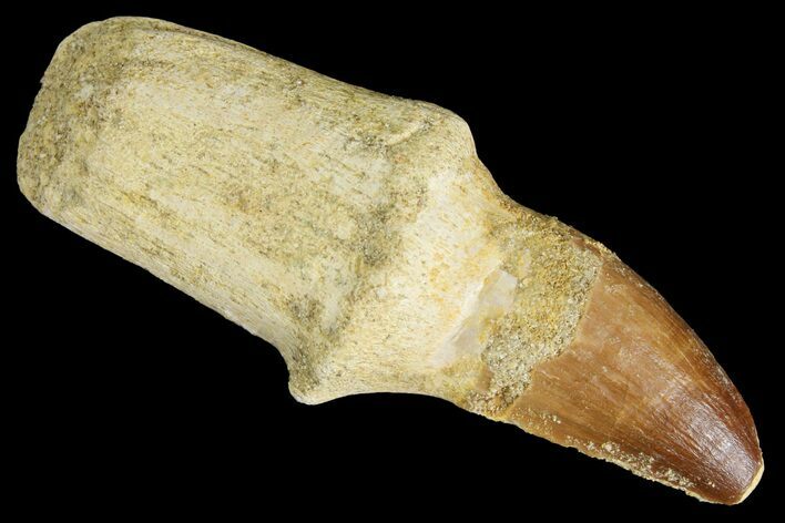 Fossil Mosasaur (Prognathodon) Tooth - Composite Root? #163908